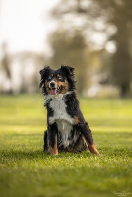 https://chiens-de-france.com/photo/chiens/2025_04/tn200/TN200_202606151044576a2fbb89576bb.jpg