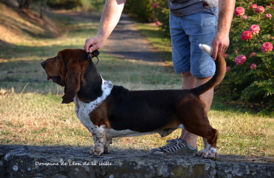 CH. Vas y molo du Domaine De Léon De La Seille