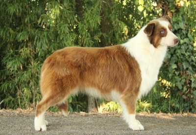 https://chiens-de-france.com/photo/chiens/2025_04/tn200/TN200_202608101331076a79b67b3b72f.png