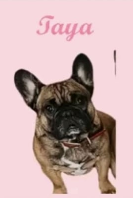 https://chiens-de-france.com/photo/chiens/2025_04/tn200/TN200_chiens--2b6efdef-f30d-a954-c1e7-1ab95daa4873_min.jpg