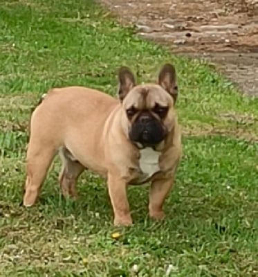 Voltaire Stocky Family