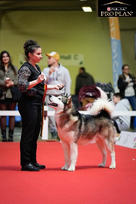 CH. Sir umba de prana des loups De Prana Des Loups
