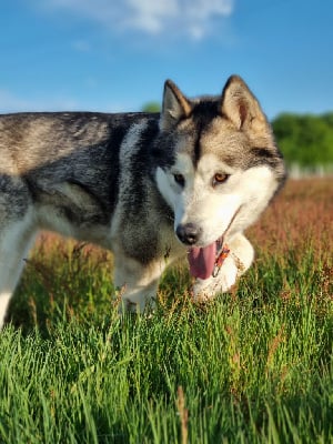 https://chiens-de-france.com/photo/chiens/2025_04/tn200/TN200_chiens-Alaskan-Malamute-2689301c-10eb-e3e4-290c-66d3a40ff366_min.jpg