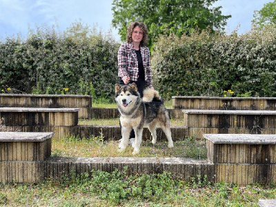 https://chiens-de-france.com/photo/chiens/2025_04/tn200/TN200_chiens-Alaskan-Malamute-f58a686b-1ae5-22a4-01e4-c4c87c40c21f_min.jpg