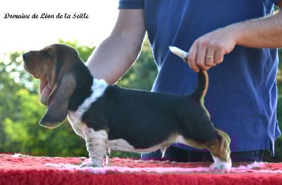 Vas y molo du Domaine De Léon De La Seille