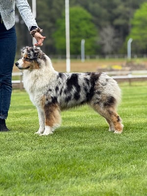 https://chiens-de-france.com/photo/chiens/2025_04/tn200/TN200_chiens-Berger-Australien-76f7e727-50fe-af14-d906-7b72ddf766a7_min.jpg