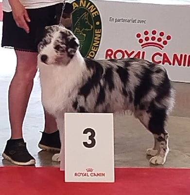 U yux du grand broue Des Lisieres De Listra