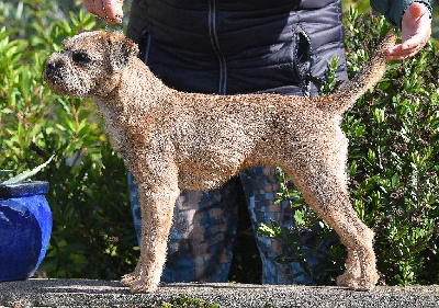 https://chiens-de-france.com/photo/chiens/2025_04/tn200/TN200_chiens-Border-Terrier-7aa993dc-9a30-5d64-8d6e-30add74c5272_min.jpg