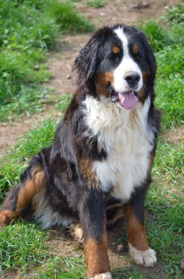 https://chiens-de-france.com/photo/chiens/2025_04/tn200/TN200_chiens-Bouvier-Bernois-e98447c5-fcc8-7544-ad4d-c8003dde3ad9_min.jpg