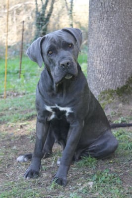 https://chiens-de-france.com/photo/chiens/2025_04/tn200/TN200_chiens-Cane-Corso-5b9f66d1-35a3-b354-7109-57174319a379_min.jpg