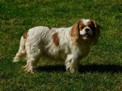 https://chiens-de-france.com/photo/chiens/2025_04/tn200/TN200_chiens-Cavalier-King-Charles-Spaniel-7e3c2e47-deac-b7a4-6d68-51d14aa498f5_min.jpg