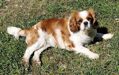 https://chiens-de-france.com/photo/chiens/2025_04/tn200/TN200_chiens-Cavalier-King-Charles-Spaniel-b829d358-bafa-5164-c9e7-27d9c21b1e57_min.jpg