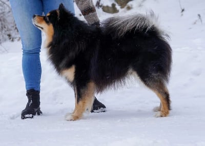 CH. eventyrpoters Bambi