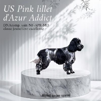https://chiens-de-france.com/photo/chiens/2025_04/tn200/TN200_chiens-Cocker-Spaniel-Anglais-1cb691a8-7fdb-bd24-794c-9b57dfd1cac3_min.jpg