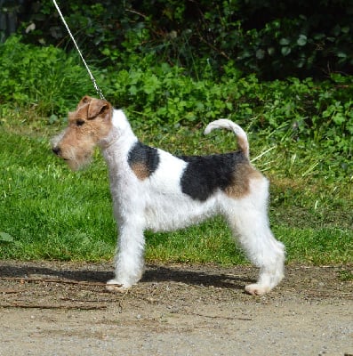 https://chiens-de-france.com/photo/chiens/2025_04/tn200/TN200_chiens-Fox-Terrier-Poil-Dur-4e42a221-f2a1-05c4-f9f6-e06b0c0cf70f_min.jpg