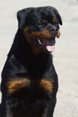 Vulcain Of Legend Mysteria