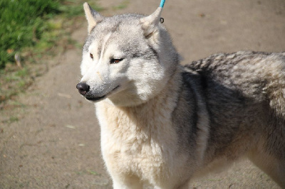 https://chiens-de-france.com/photo/chiens/2025_04/tn200/TN200_chiens-Siberian-Husky-3dee7f52-af5d-b404-7162-e3f9ce8efd0e_min.jpg