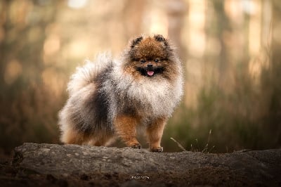 Pom Of The Gang Keyser soze