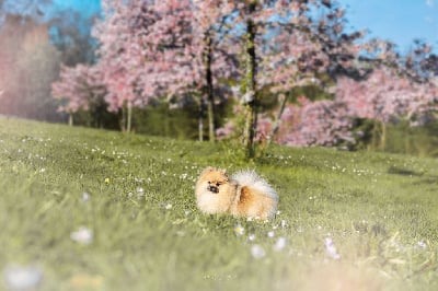 https://chiens-de-france.com/photo/chiens/2025_04/tn200/TN200_chiens-Spitz-allemand-5b8f6245-0c82-9274-c918-317972a97178_min.jpg