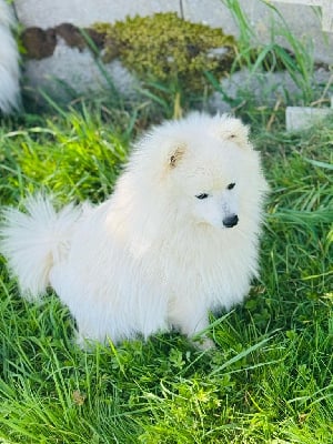 Vvanpaku albedo Kami No Ookami