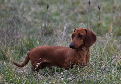 Vingt coeurs Du Moulin Sault
