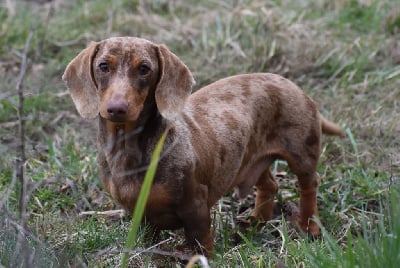 Vadrouille (Sans Affixe)
