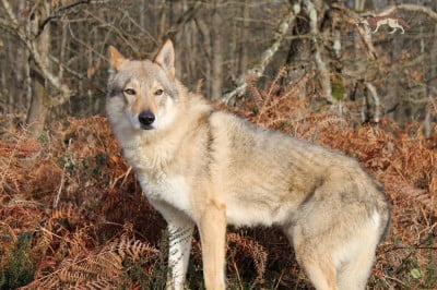 Kirk.t.james lo spirito del lupo lo spirito del lupo