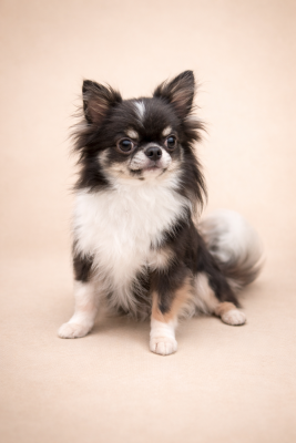 Victorious blue revolution Des Bandits De Tula