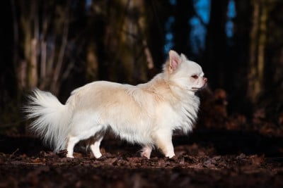 Ultimate al pacino Des Pattounes Douces