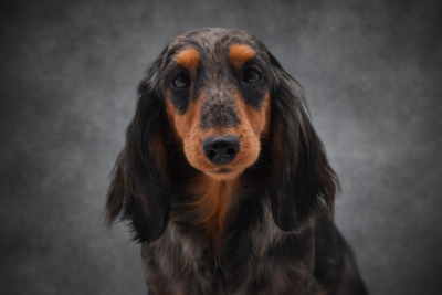 https://chiens-de-france.com/photo/chiens/2025_05/tn200/TN200_20260128150045697a168dcbe02.png