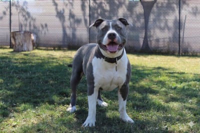 Vossler king dog line family Du Domaine De La Meute Bleu