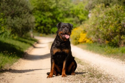 https://chiens-de-france.com/photo/chiens/2025_05/tn200/TN200_2026042321241369ea71dd2802c.jpg