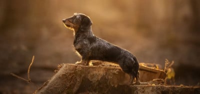 https://chiens-de-france.com/photo/chiens/2025_05/tn200/TN200_2026042411203469eb35e203fb2.jpg