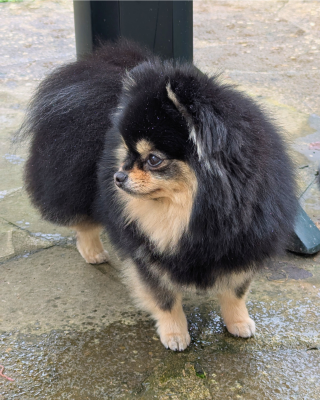 https://chiens-de-france.com/photo/chiens/2025_05/tn200/TN200_2026050817062869fdfbf446fd0.png