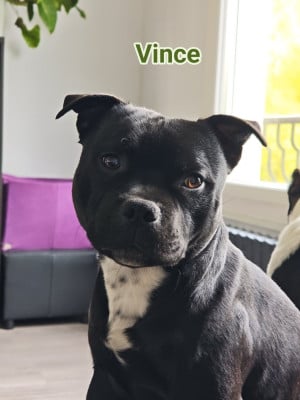 Vince Du Castel Des Petits Coeurs