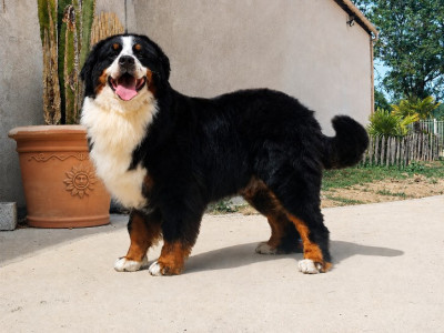https://chiens-de-france.com/photo/chiens/2025_05/tn200/TN200_202606140645126a2e31d823cb1.jpg
