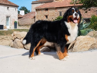 U'angie rolling's de La Vallée Du P'tit R'eve