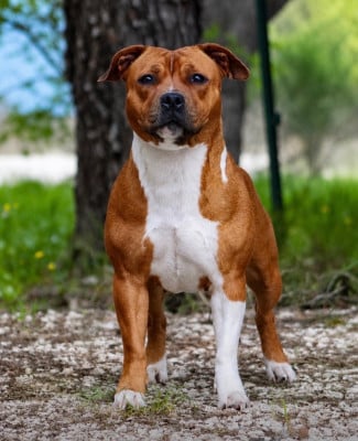 https://chiens-de-france.com/photo/chiens/2025_05/tn200/TN200_202606291244466a424c9e0d476.jpg