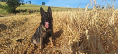 https://chiens-de-france.com/photo/chiens/2025_05/tn200/TN200_202607122023016a53db85519b2.jpg