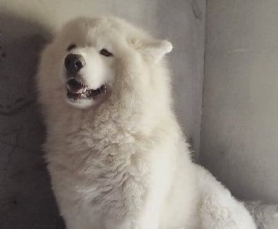 https://chiens-de-france.com/photo/chiens/2025_05/tn200/TN200_chiens--2ebae831-b9d7-e384-7515-d79a8be4acc2_min.jpg