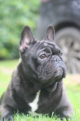 https://chiens-de-france.com/photo/chiens/2025_05/tn200/TN200_chiens--dece2cbf-8166-5af4-0121-8a4669a90344_min.jpg