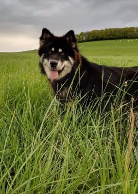 https://chiens-de-france.com/photo/chiens/2025_05/tn200/TN200_chiens-Alaskan-Malamute-4d9aa09e-7320-1b24-f9e1-25ae300ab8fb_min.jpg