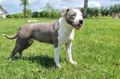 https://chiens-de-france.com/photo/chiens/2025_05/tn200/TN200_chiens-American-Staffordshire-Terrier-b6a1f3fc-22cc-5804-fdbe-40037c61bb1c_min.jpg