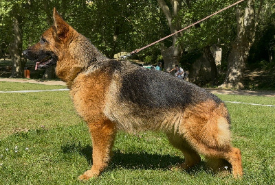 https://chiens-de-france.com/photo/chiens/2025_05/tn200/TN200_chiens-Berger-Allemand-56856ff1-ae2e-e6d4-c546-9aca1d4374b5_min.jpg