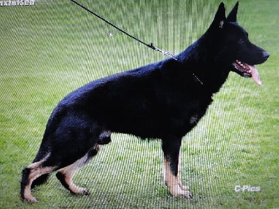 Gero lynxfelsen gero