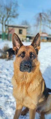 https://chiens-de-france.com/photo/chiens/2025_05/tn200/TN200_chiens-Berger-Allemand-70c56f50-a6f9-ceb4-09b7-fdfed2575e18_min.jpg