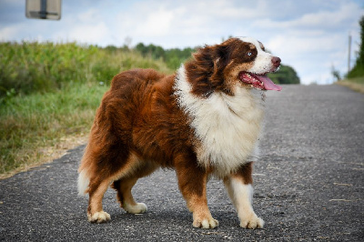 Sherkan Of Gold In The Heart