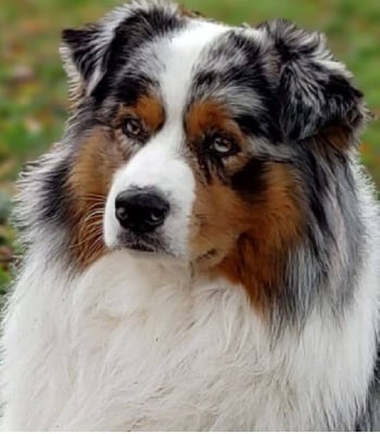 Rain of snow Du Domaine Des Flammes D'Or