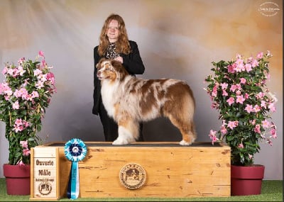 Rbiss ss spaïko little precious indian Du Domaine Du Boisgeloup