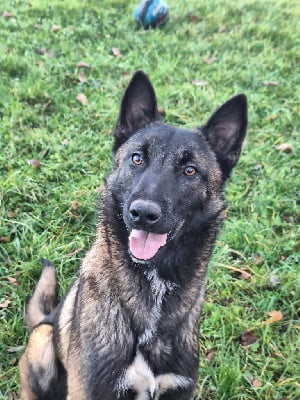 https://chiens-de-france.com/photo/chiens/2025_05/tn200/TN200_chiens-Berger-Belge-7f3102a2-acdd-65c4-e14a-5f5252151f8c_min.jpg